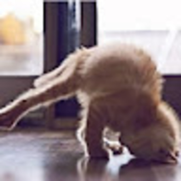 Meet your Posher, Lester - Picture 1 of 1